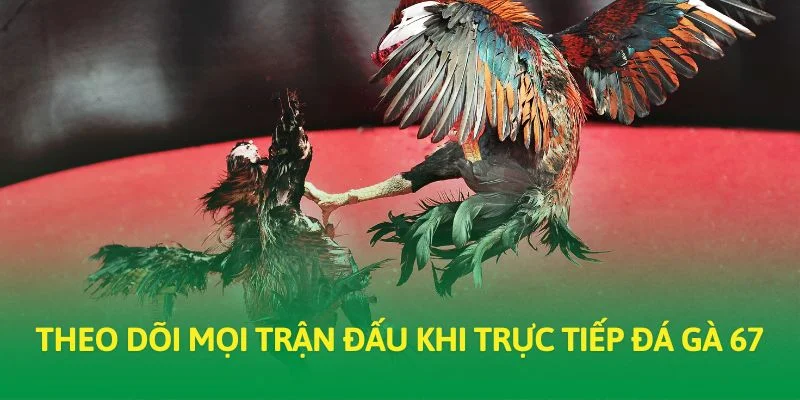 Theo dõi mọi trận đấu khi trực tiếp đá gà 67