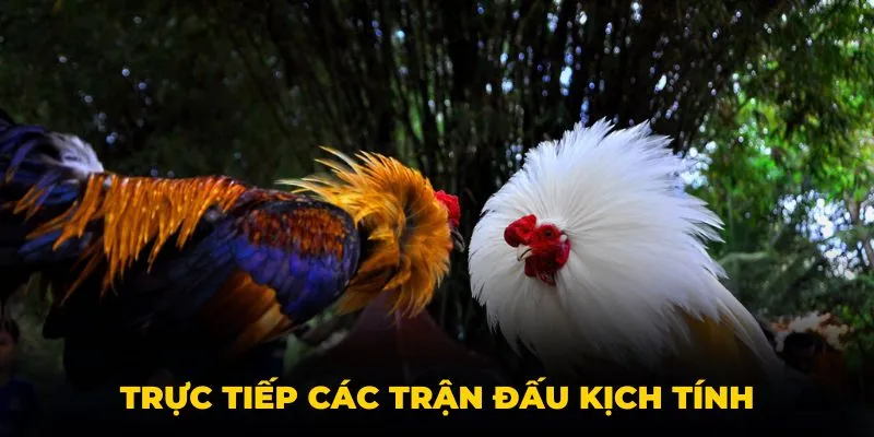 Trực tiếp các trận đấu kịch tính